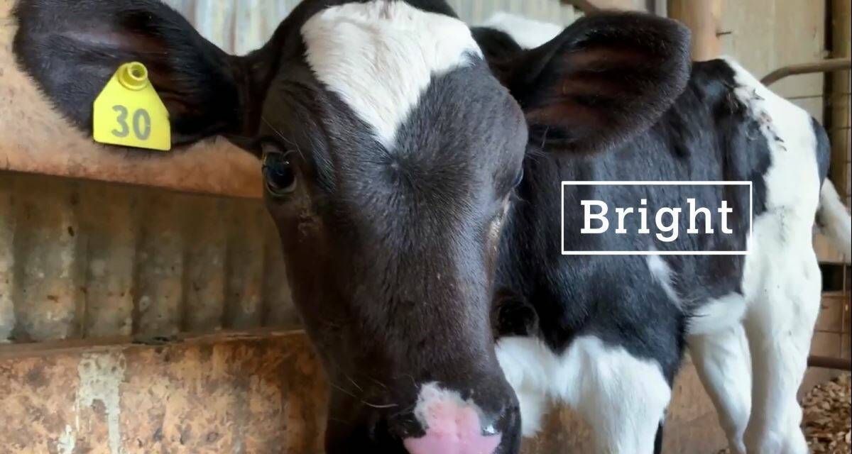 'Bright' the calf. Image: Dairy Australia.