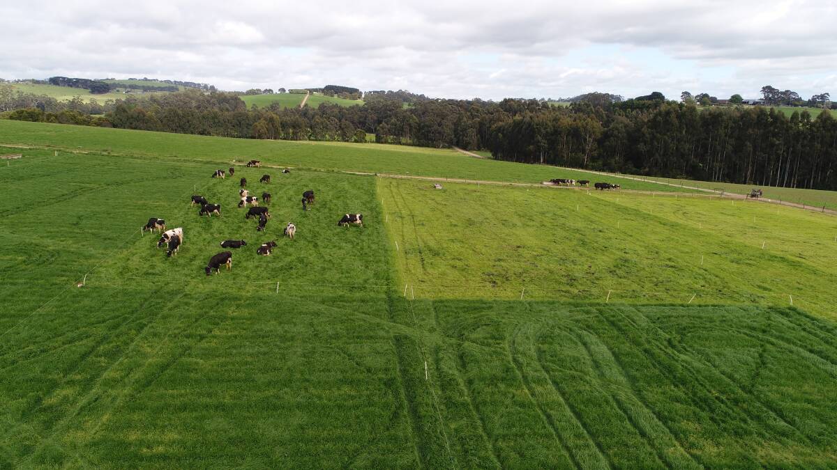 Grazing Habit trials at Agriculture Victoria's Ellinbank research farm in Gippsland. Photo courtesy of Agriculture Victoria.