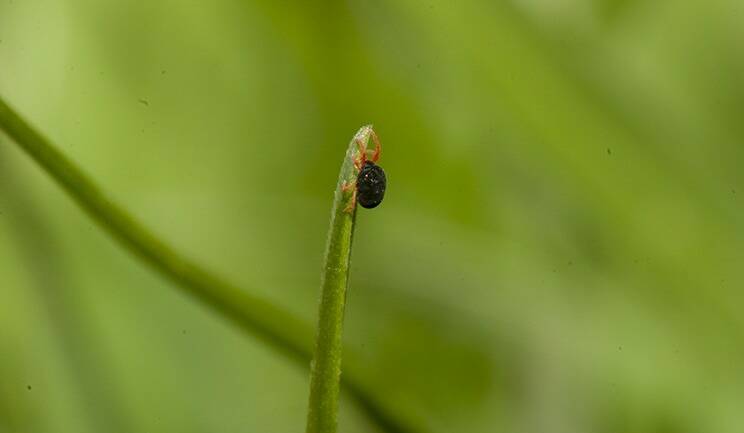 Red legged earth mite on a blade of grass. Photo Supplied by Cesar Australia.