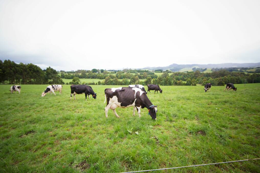 Cows grazing at Ellinbank research farm. Photo courtesy of Agriculture Victoria.