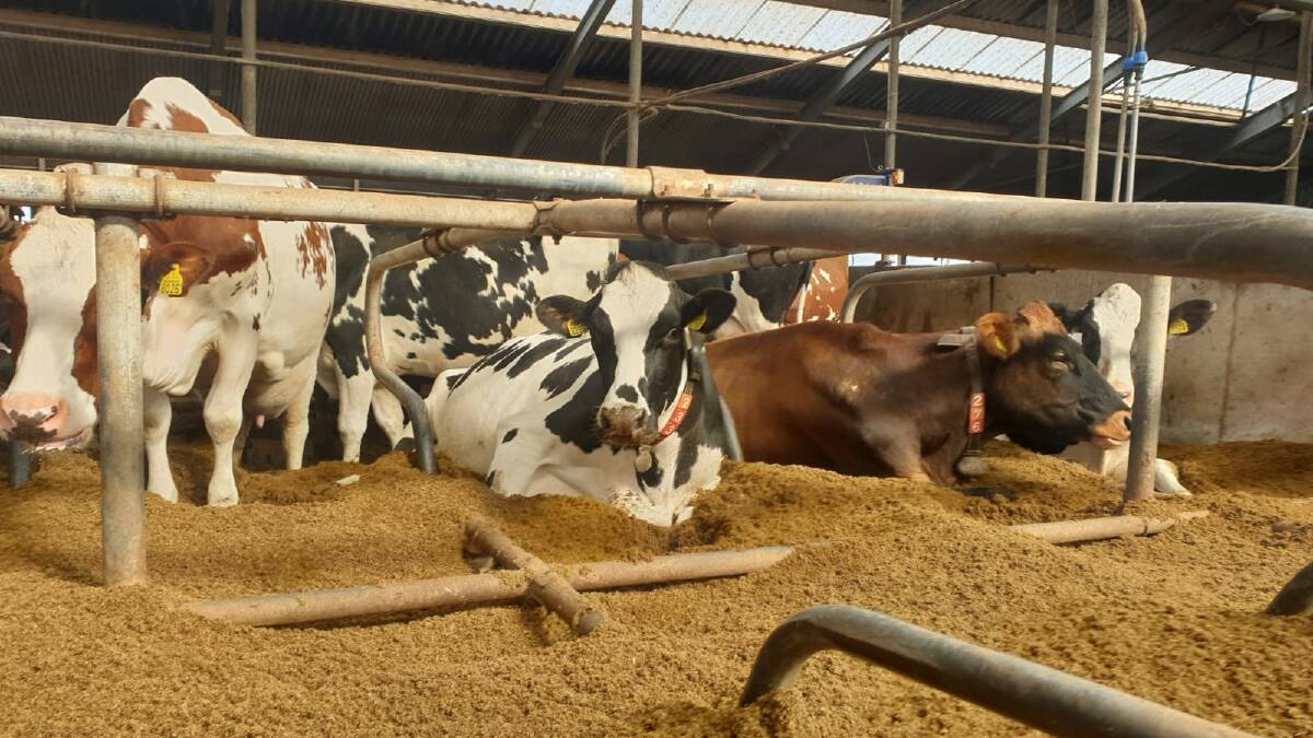 Located only two kilometres from the North Sea, cows at Hunsingo Dairy graze on pasture in the summer and in a barn with fresh grass, combined with maize in the winter. Picture supplied