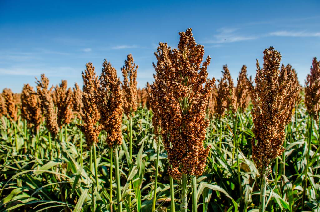 Central Queensland, southern Queensland and NSW are estimated produce a total of 450,000 tonnes of sorghum, making it the smallest Australian harvest since the 1969/70 season. Photo by Shutterstock.