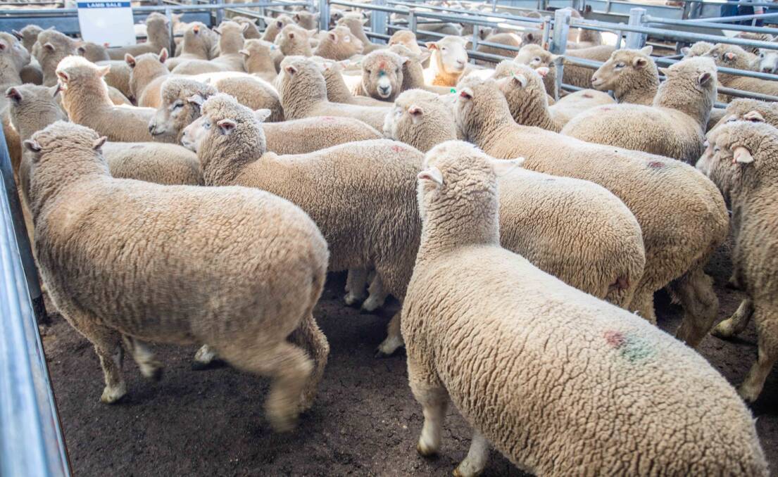 East coast lamb slaughter is tracking 8.4 per cent below this time last year and 10pc below the five year average.