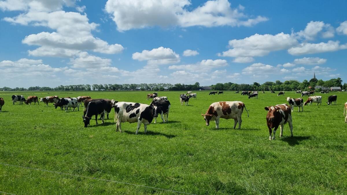 Hunsingo Dairy, the Netherlands, milks a herd of 240 Holstein and Holstein/Fleckvieh cows three times a day. Picture supplied