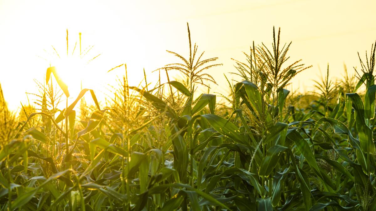 Egypt's corn consumption is expected to jump 4.3 per cent, to 16,9 million tonnes, on the back of increased demand in the country's poultry, dairy, and aquaculture sectors. 