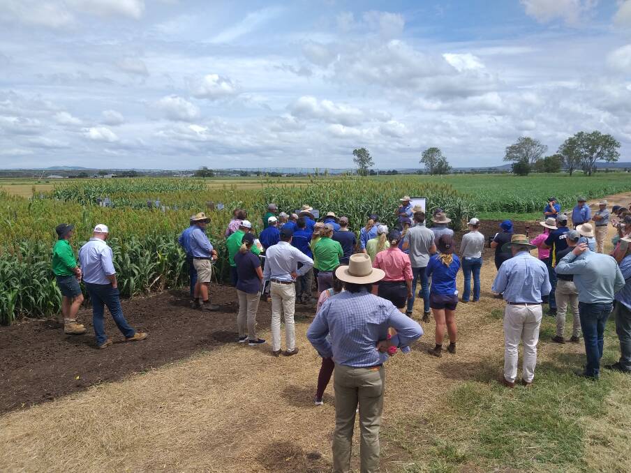 C4Milk Field Day attendees listening to discussion on grain sorghum varieties for silage.