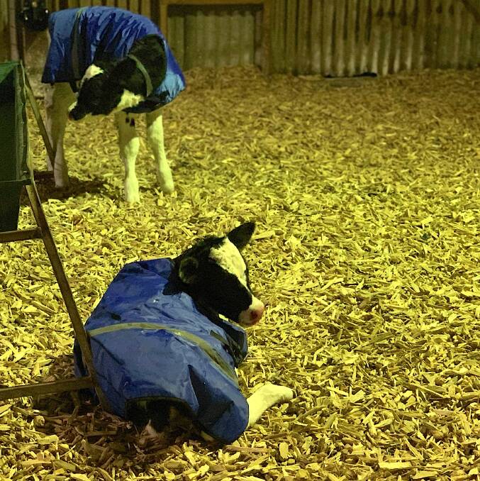 Mandy McIvor is trialling the overnight use of coats for calves in their first couple of days.