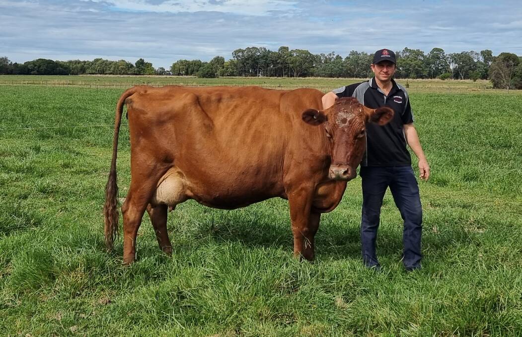 Michael Tuhan runs a herd comprising approximately two-thirds Illawarra and one-third Holstein at Tatura East, northern Victoria.