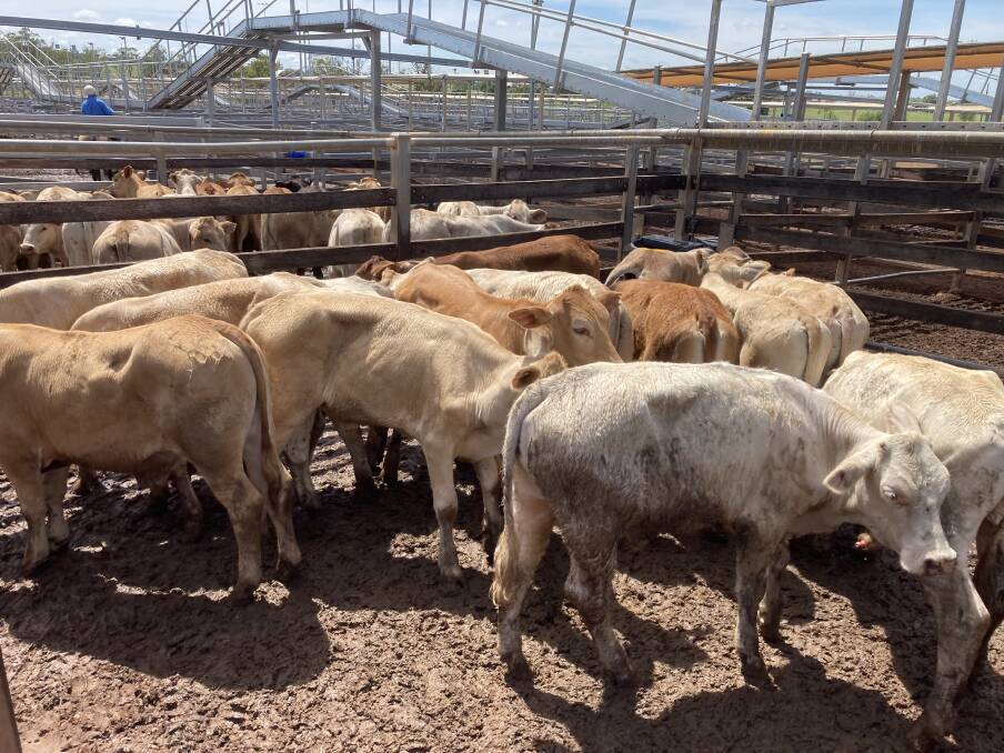 A pen of FI & MJ Taylor, Lying Downs, Injune Charolais cross steers sold to 918c/kg reaching a top of $1955 to average $1688.