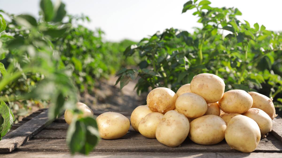 It's essential to make sure the potatoes are of a size that will not get stuck in a cow's throat. Photo by Shutterstock/New Africa.