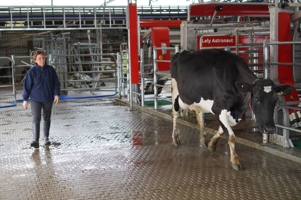 Leesa Williams walks a newly calved cow through its first milking experience in the robots. Leesa's quiet manner is great for the cows adapting to robotic milking.