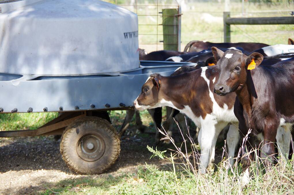 A milk-bar is used for feeding the calves their milk once they are out of the pens and into paddocks.