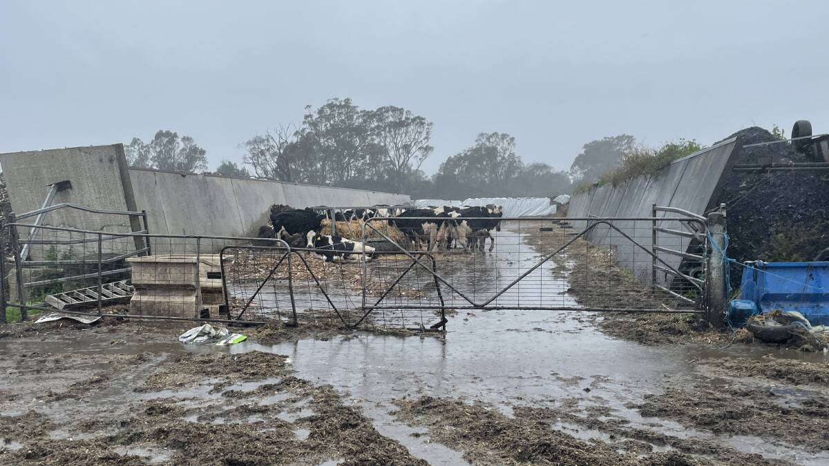 Dairy cows in the rain at Pyree, NSW.