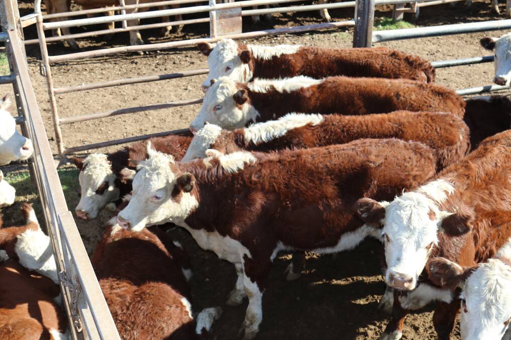 Female cattle slaughter fell more heavily than total slaughter rates, with 7 per cent fewer cows and heifers processed in August, relative to July.