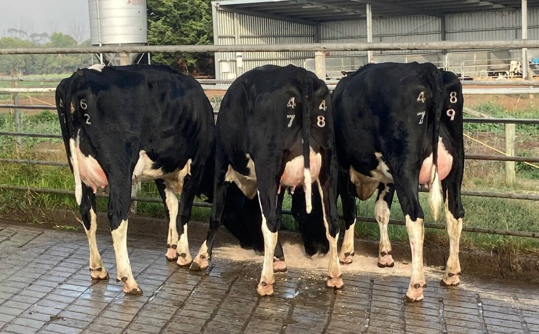 Daughters of the new number one Holstein proven sire Jeronimo, which sits at 525 on the Balanced Performance Index (BPI).