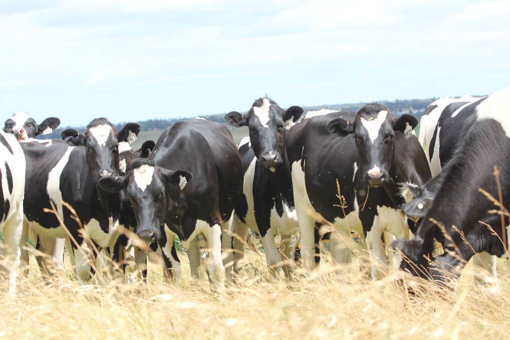 The use of genomic testing of dairy heifers is rapidly increasing in Australia.