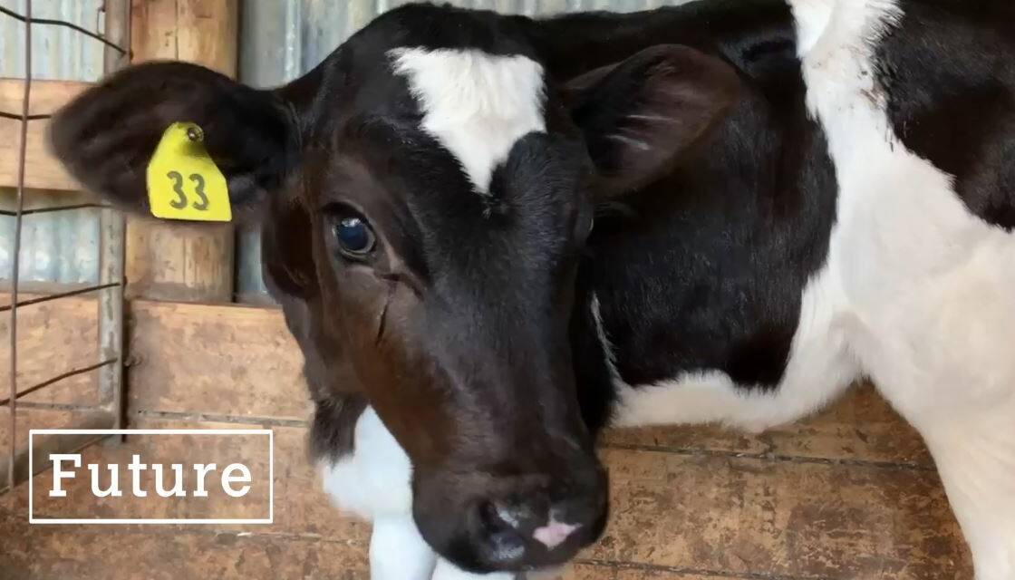 This is 'Future' the calf. Over five weeks, students will find out how to care for the calves and watch them grow through engaging videos. Image: Dairy Australia.