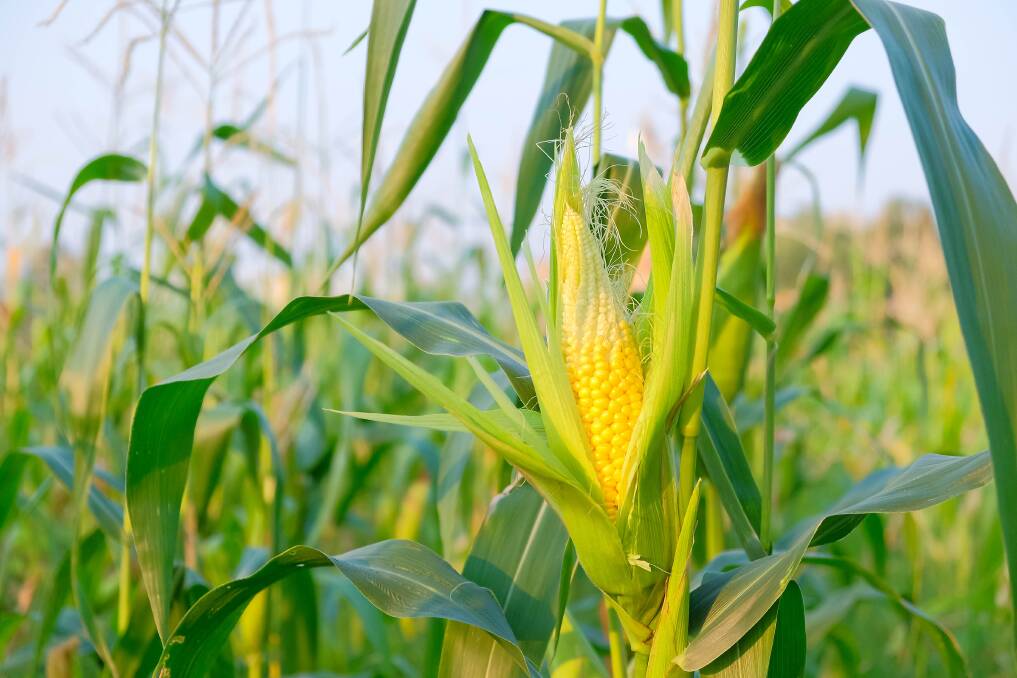 There were a few surprises in the USDA October WASDE numbers compared to the previous month. The corn yield was raised slightly from 168.2 bushels an acre to 168.4bu/ac.
