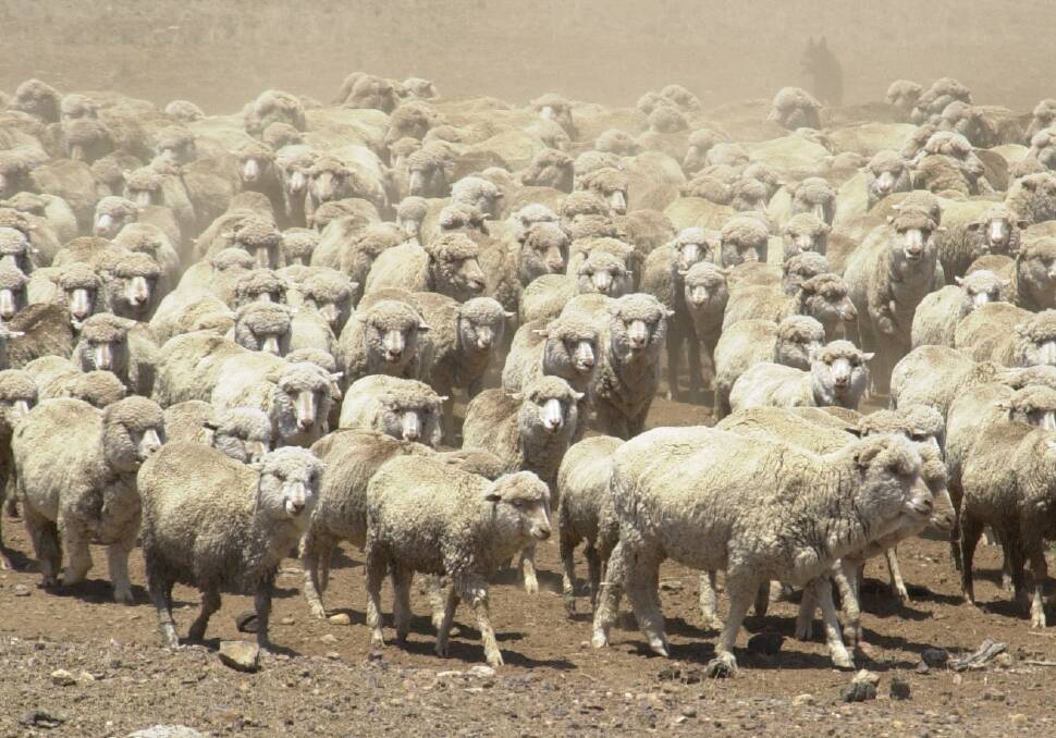 Strong wool prices were threatening to see the wether flock steady or grow when seasonal conditions allowed.