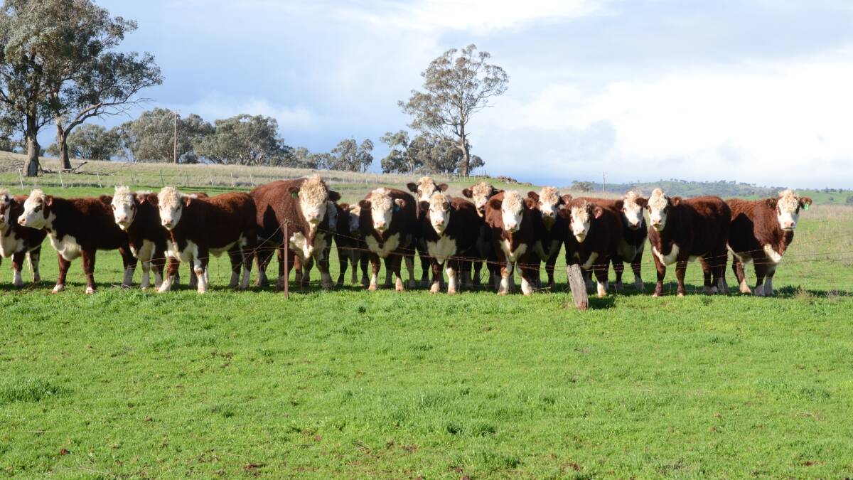 Herefords bring frontline DNA technology into genetic evaluations