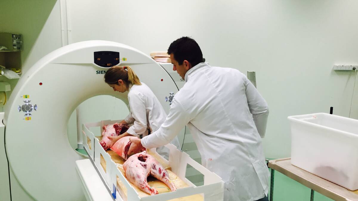Staff at Murdoch University scan animal carcasses using a CT scanner at their campus in Perth, Western Australia. The CT acts as a calibration tool, ensuring scans taken by the DEXA are of the highest quality.