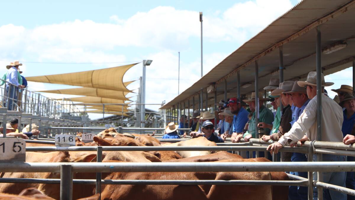 Cattle market holds up, despite big supply
