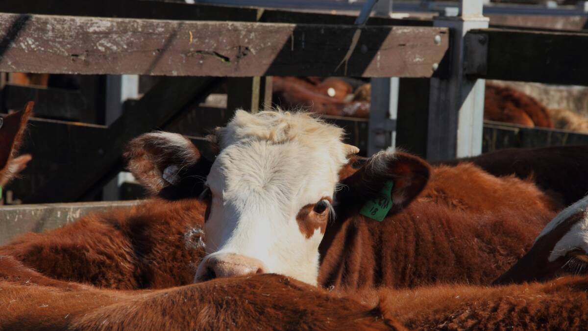 Cattle market expected to hold