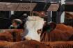 Cattle market expected to hold