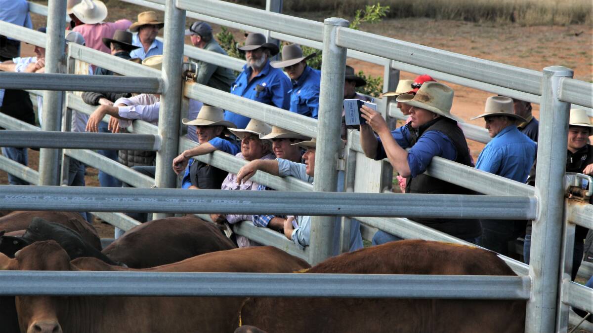 Heavy steers keep pace with young cattle prices