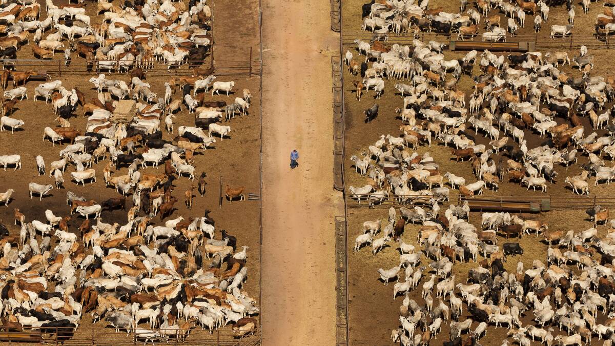  A stockman walks between pens of thousands of head of cattle left stranded in Northern Territory feedlots after the then-Federal Government placed a ban on the live export trade in 2011.