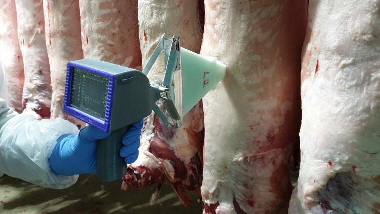A hand-held microwave scanner is used to determine fat depth.