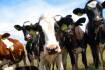 Australian dairy's competitive advantage should no longer include cheap