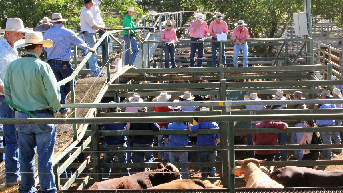 Cattle prices below year-ago levels