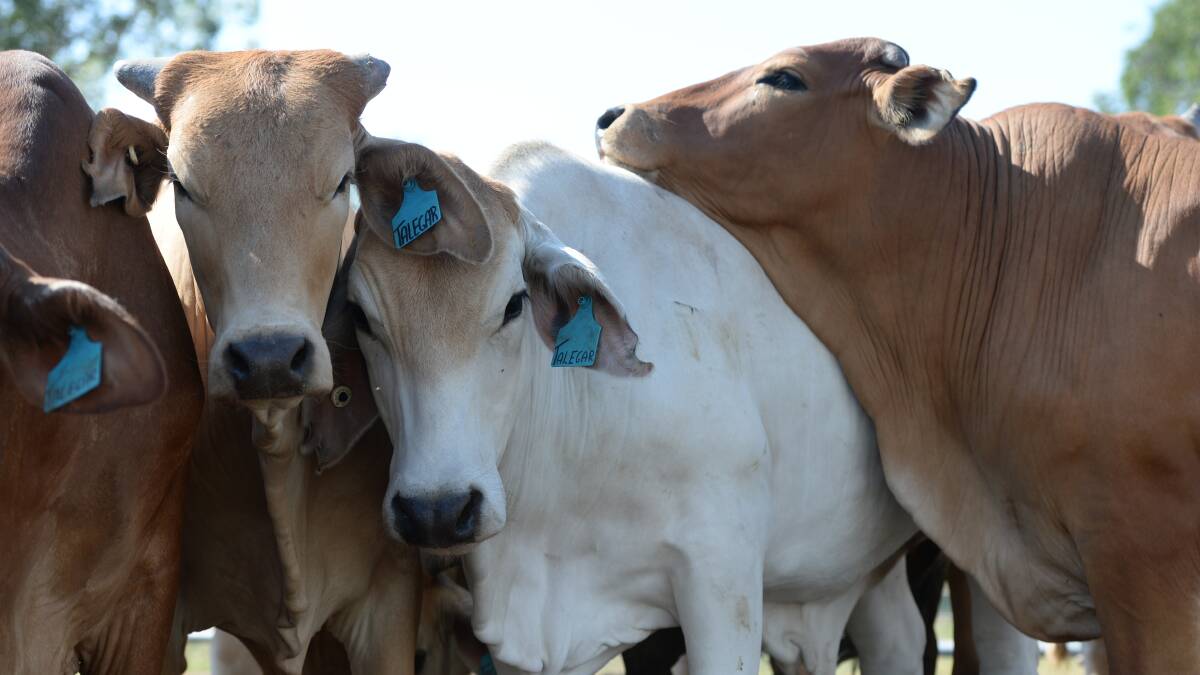 Beef’s cost-price squeeze eases