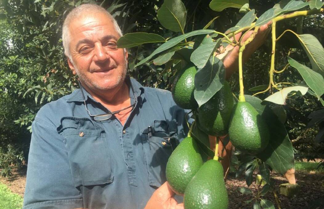 HARVEST TIME: Atherton Tablelands avocado grower Jim Kochi.