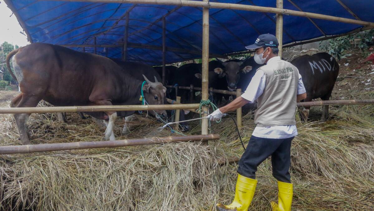A health worker sprays disinfectant as prevention against foot and mouth disease in Bogor, West Java, Indonesia. Picture by Andi M Ridwan/INA Photo Agency.