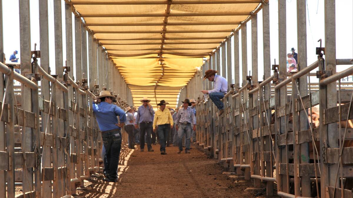Demand for cattle goes through the roof