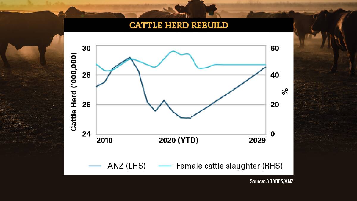 The great rebuild: what's normal for Australia's cattle herd now?