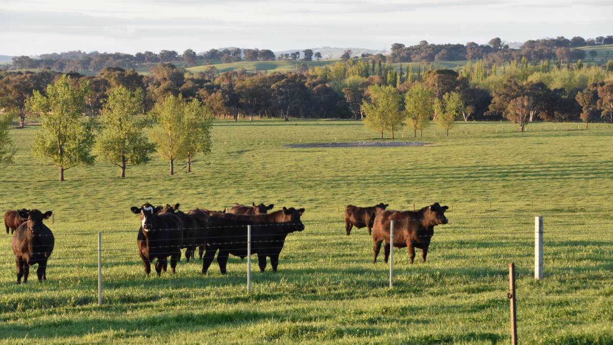 Steers grazing improved pastures at Killandayle, near Holbrook.