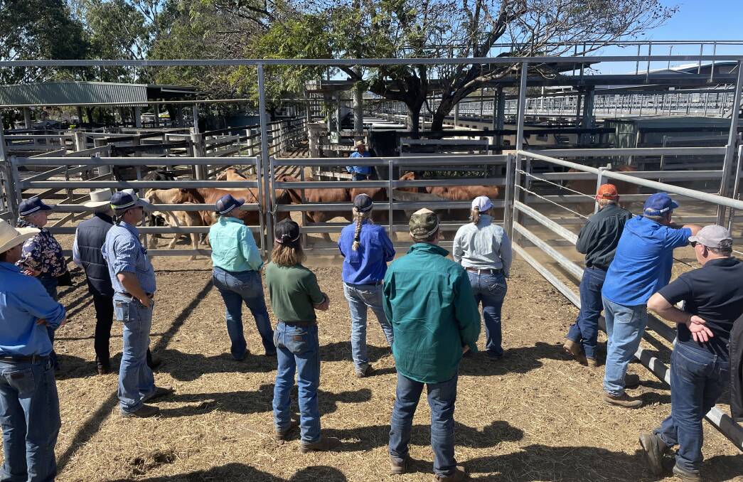 Participants in one of Frasers' livestock transport handling workshops at Gracemere saleyards in August. 