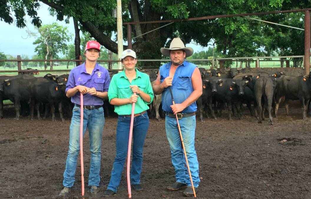 ON THE JOB: Abby Glasser and Brook Hayne drafting buffalo weaners with Adrian Phillips.
