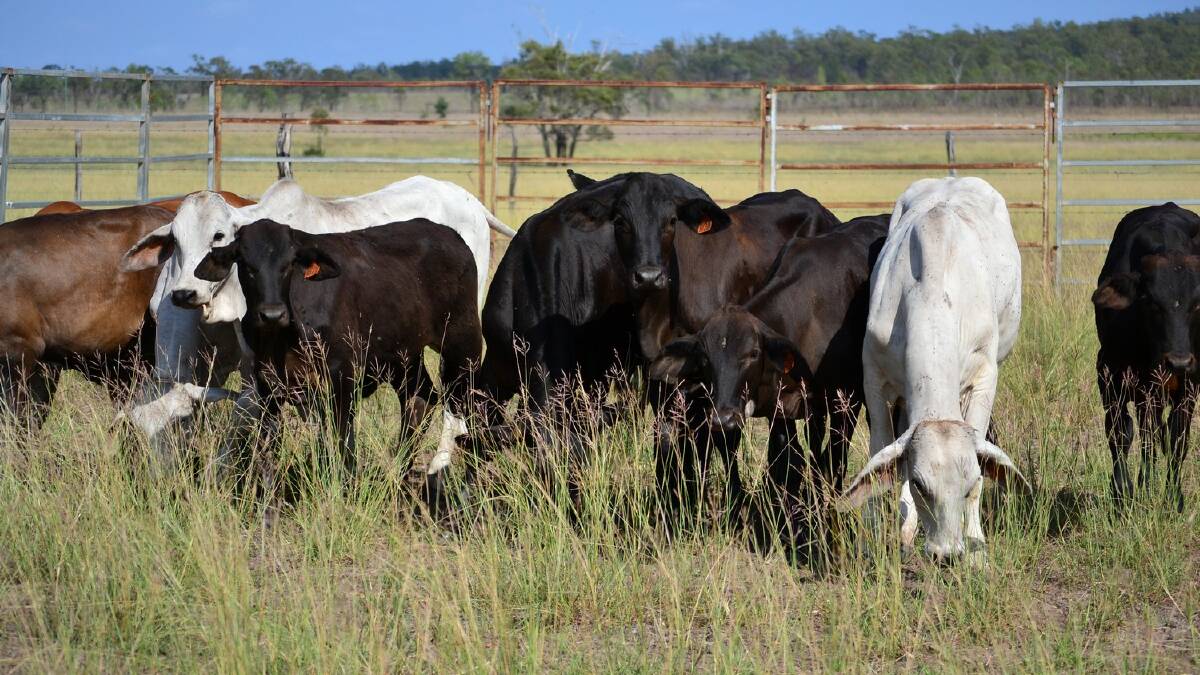 Why beef needs to unhitch emissions from production