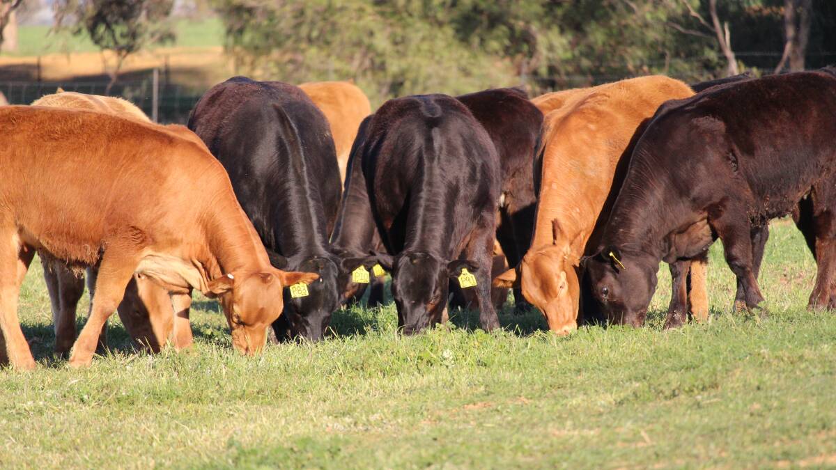 Join the carbon neutral march, beef urges