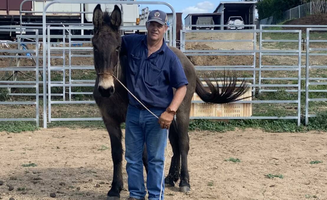 GOOD MATE: Mule breeder David Scholl with Carlos, purchased in as part of his Vale Farm operation.