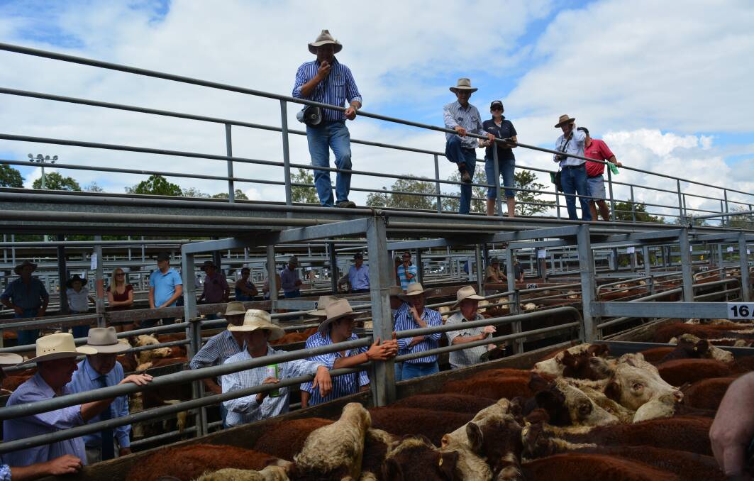 The selling action at Casino in northern NSW. 2023 will go down as a rollercoaster ride for the cattle market.