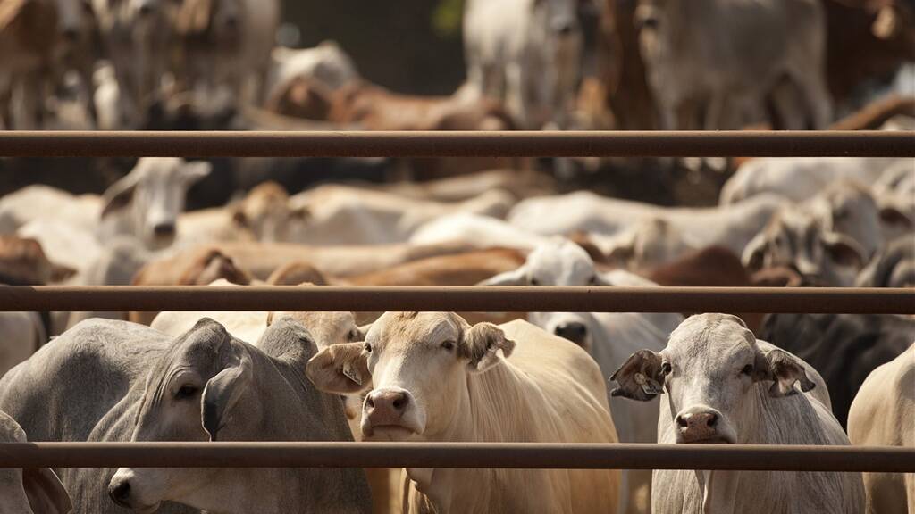 Critical to get cost recovery right: Cattle Council