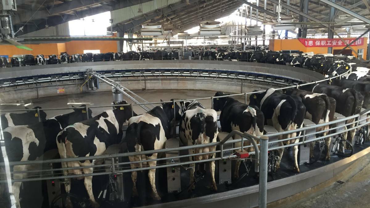 HIGH DEMAND: Australian bred heifers in a modern Chinese dairy.