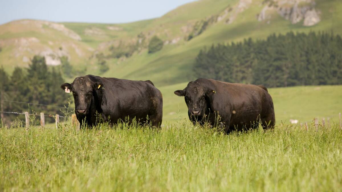 Wagyu cattle at a Brownrigg Agriculture NZ property. 