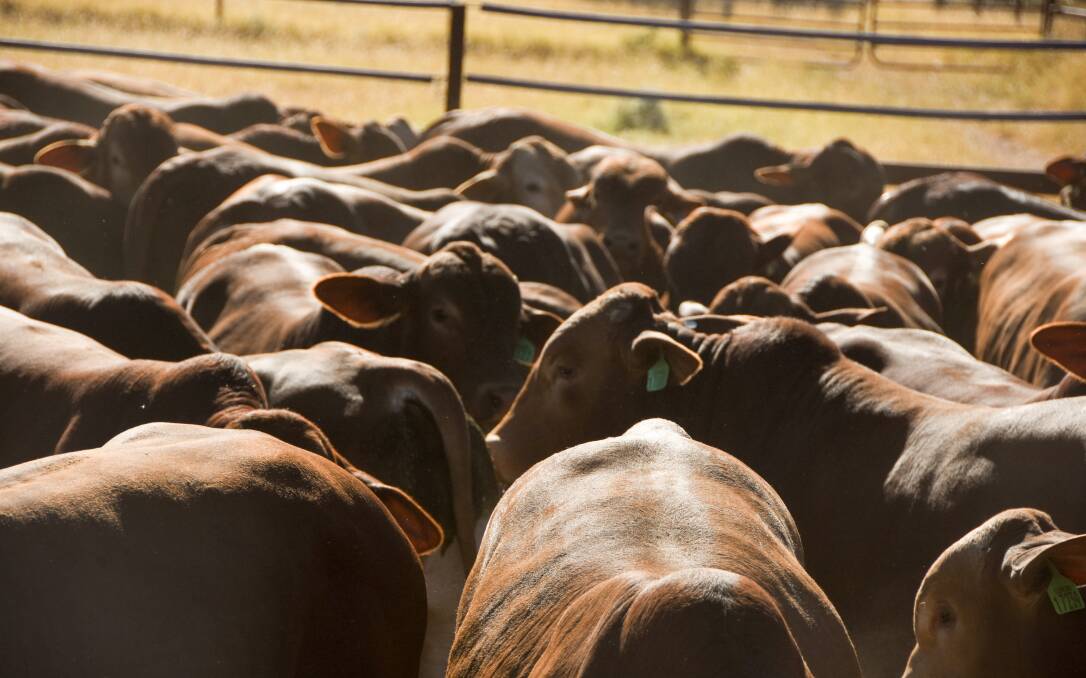 RISKY TIMES: Protecting Australia's cattle herd should take precedence over Bali holidays, prominent beef industry consultant Simon Quilty says.
