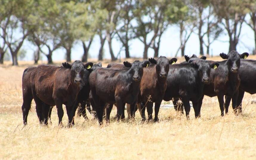Red hot demand for PTIC heifers shows no sign of easing